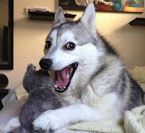 pic of a dog with its stuffed toy looking quite happy (no idea where this is from)