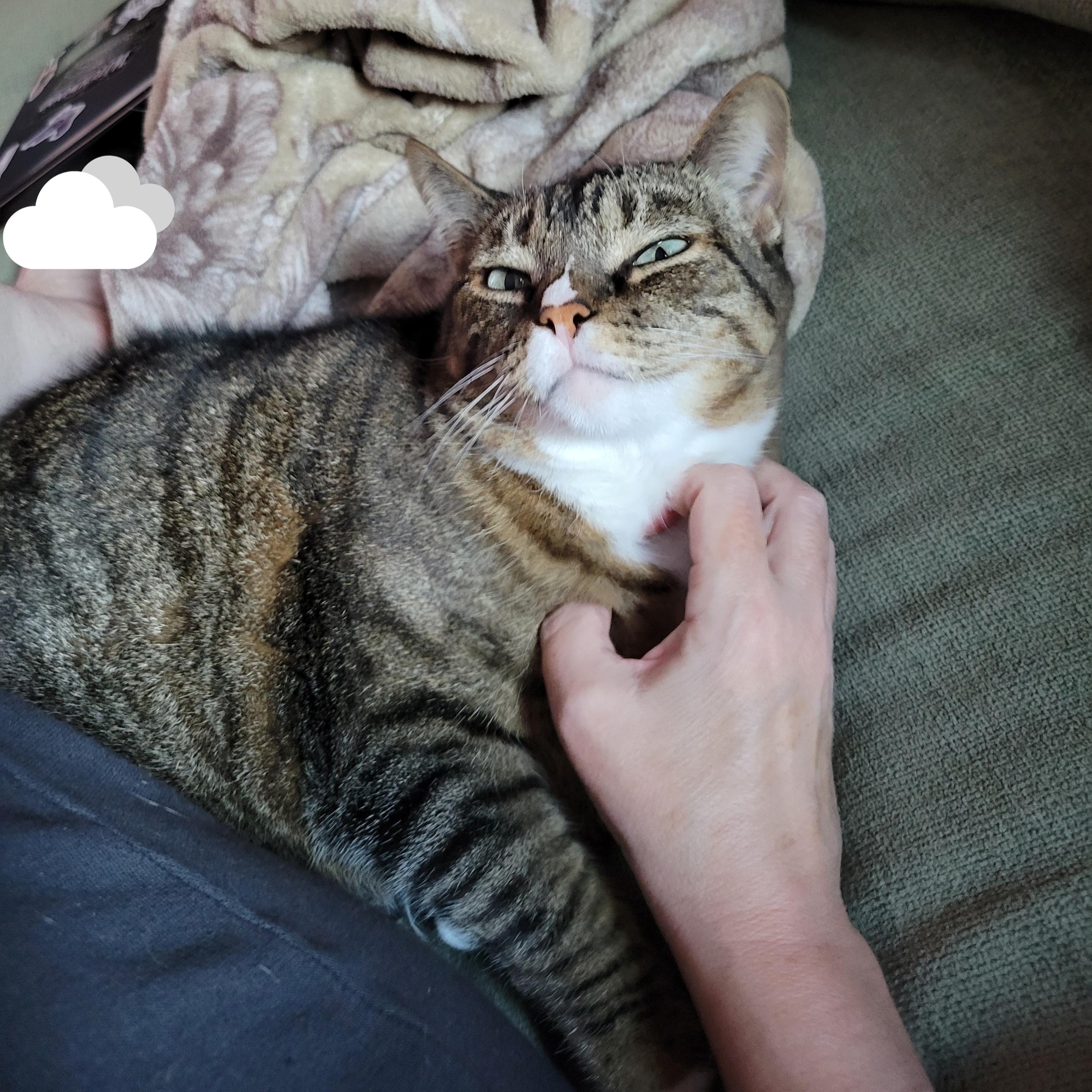 A chubby brown tabby tucks herself tightly against my black-clad legs as we share a green sofa. My pale pink hand is shaped into a claw to reach deep into her white bib's thick fur to get those good scritches going. Her big green eyes are half shut, and her white chin is lifted to give me the best access. Her stubby muzzle flushes pink enough to show through her white fur, and her 3-smile stretches halfway to her ear. In the background are a beige snuggle blanket, a sticker-covered laptop, and m