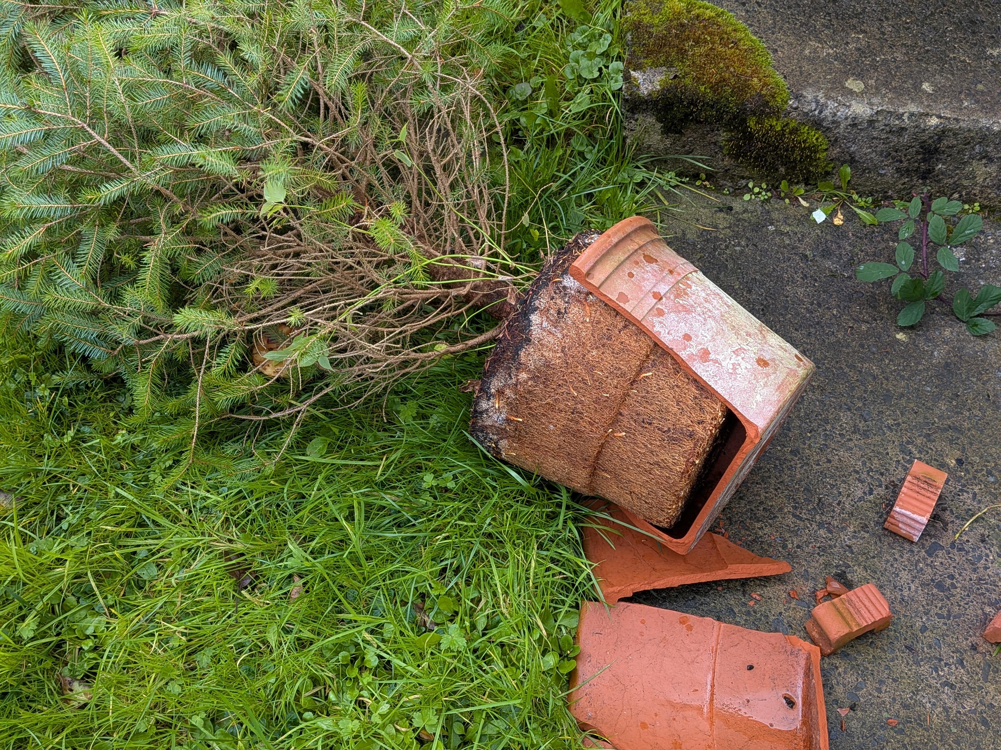 An overturned terracotta pot lies on a patch of grass and concrete. The pot contains dark soil and plant roots, with a large broken piece of its rim resting on the ground nearby.
To the left is a dense, Christmas Tree featuring needle-like leaves and many thin, brown branches. The surrounding area consists of green grass, small weeds, and a dark wet, textured concrete surface.