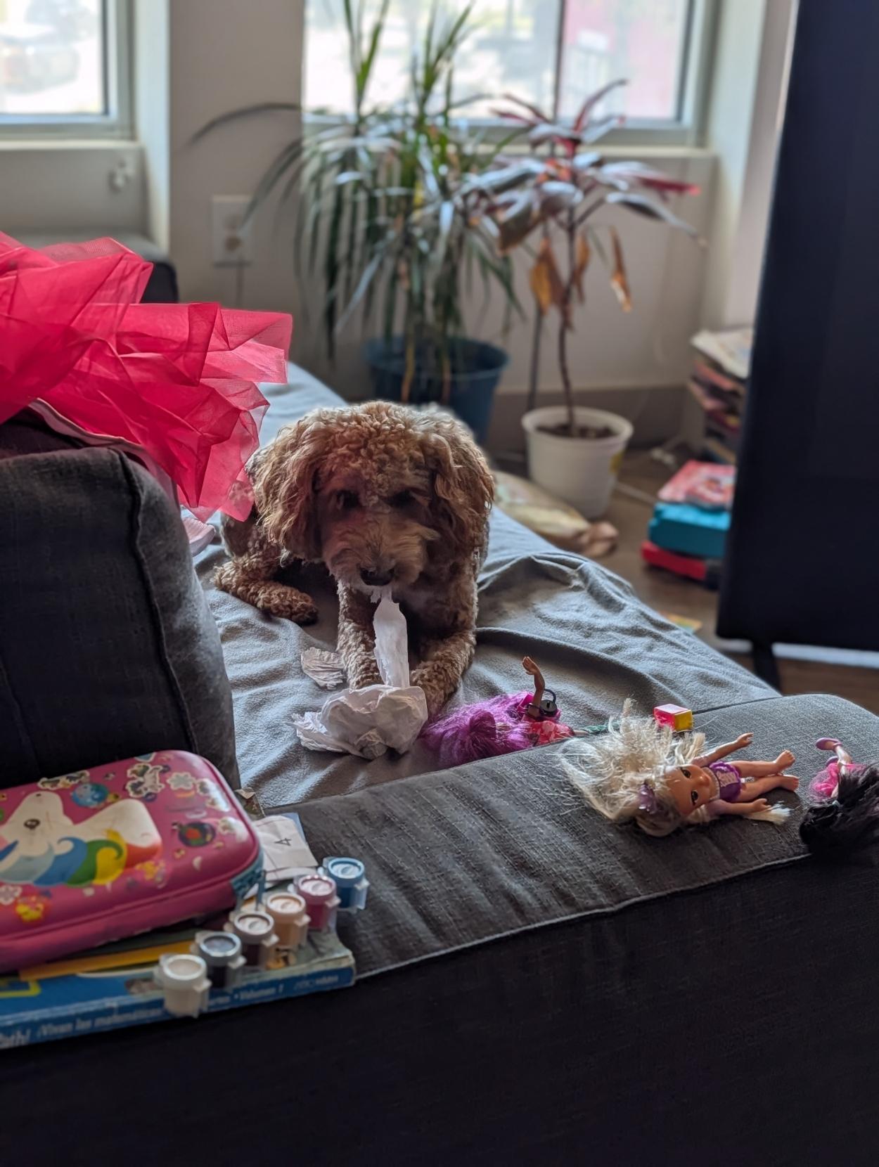 Golden Doodle enjoying some paper towel on the couch. Small dog laying on the couch with a streamer of paper towel hanging out of his mouth. Couch is littered with babies dolls, a red taffita dress, kid coloring books.
