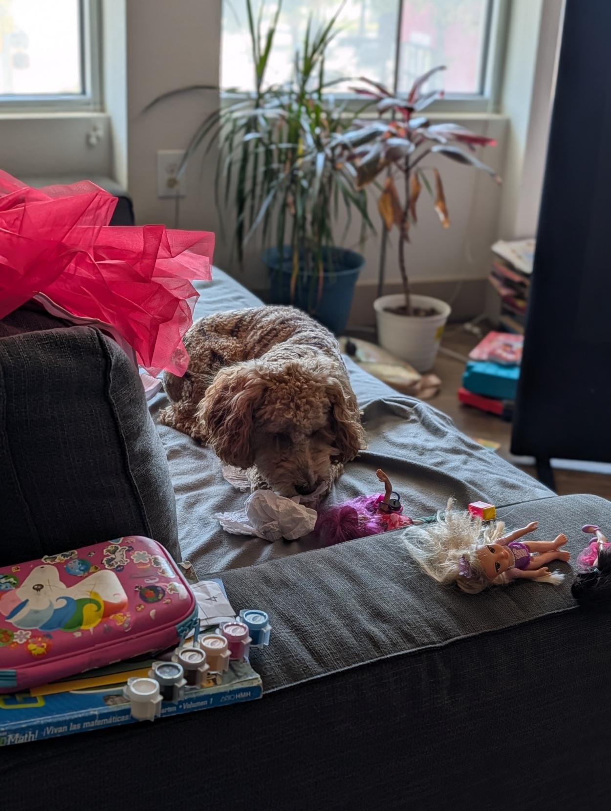 Golden Doodle enjoying some paper towel on the couch. Small dog laying on the couch with a streamer of paper towel hanging out of his mouth. Couch is littered with babies dolls, a red taffita dress, kid coloring books.