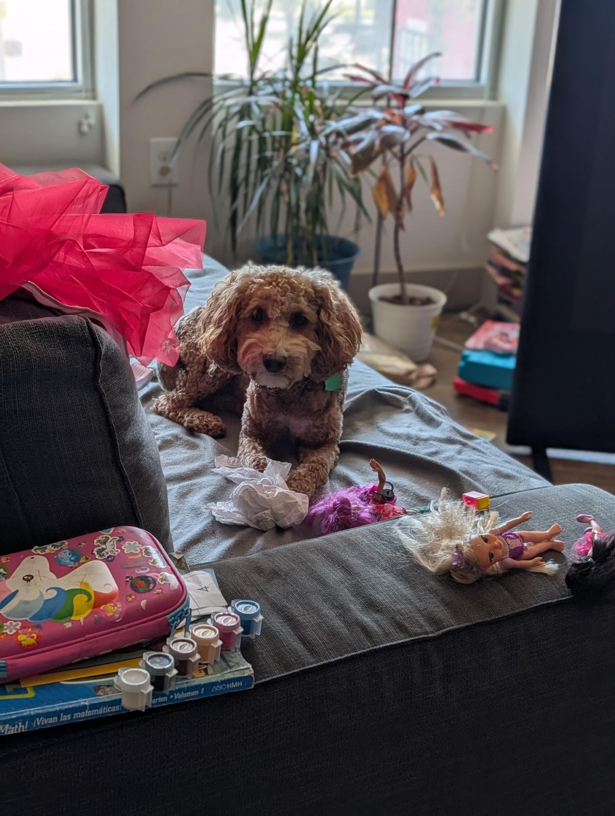 Golden Doodle enjoying some paper towel on the couch. Small dog laying on the couch with a streamer of paper towel hanging out of his mouth. Couch is littered with babies dolls, a red taffita dress, kid coloring books.