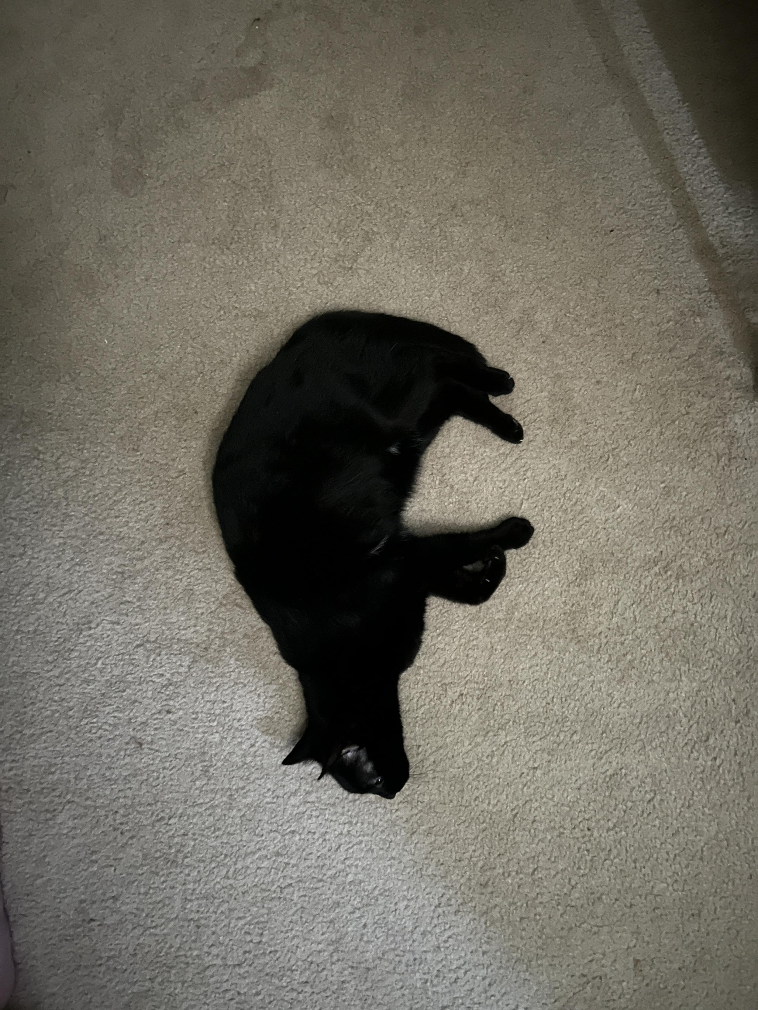 Picture of a black blob on the floor. It has legs and ears.