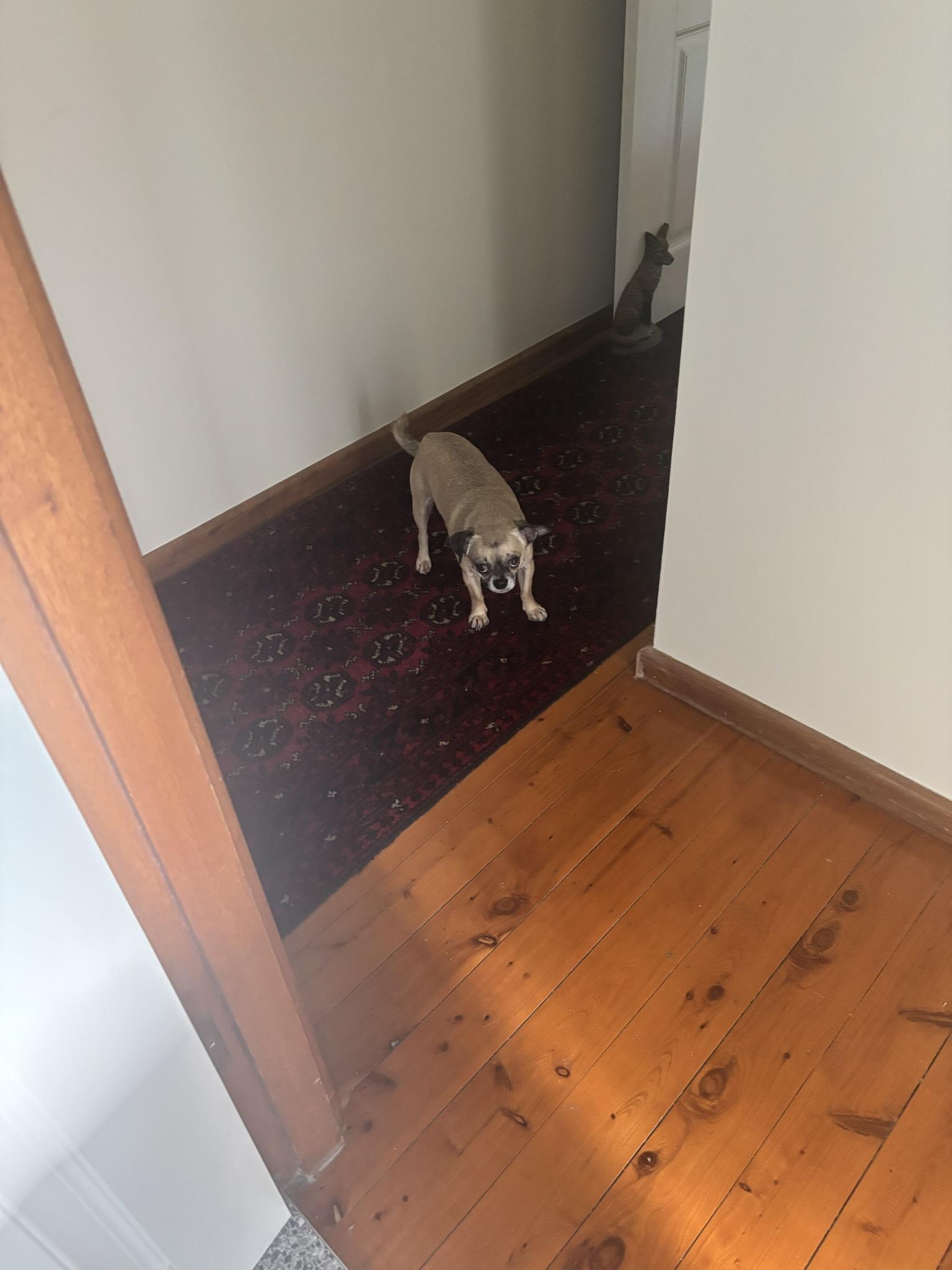 Chihuahua staring at a human