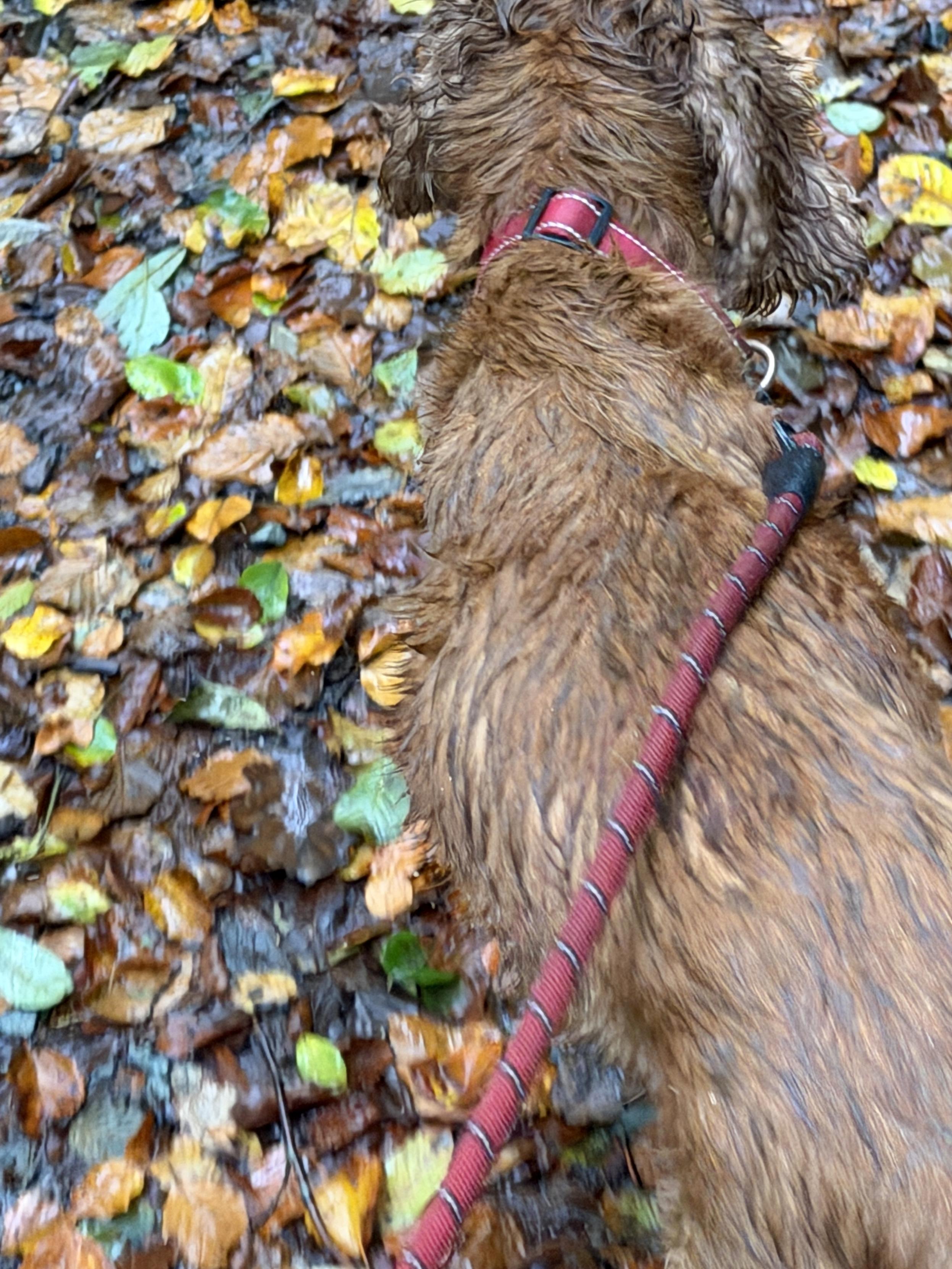 wet dog is wet