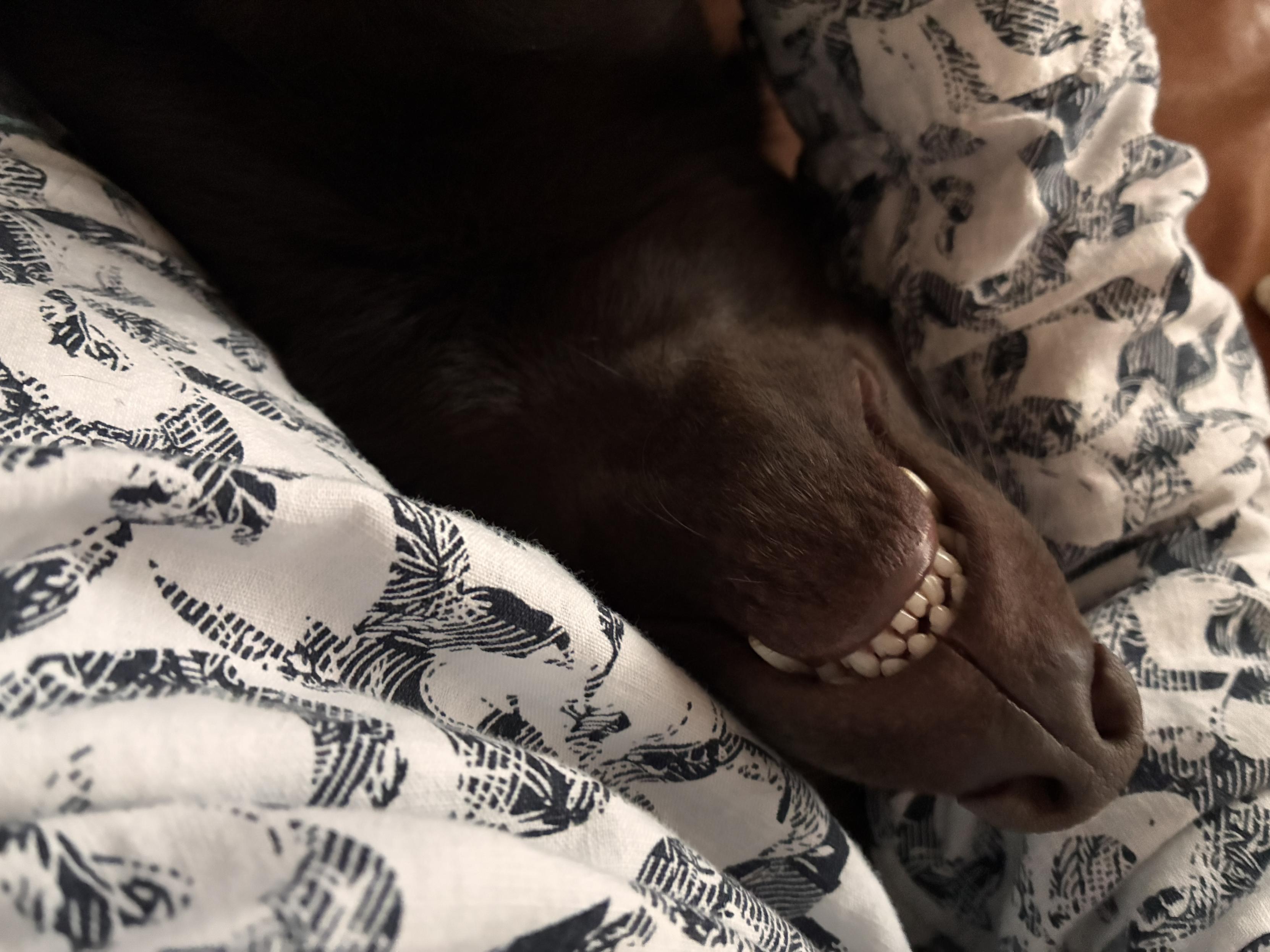 A close-up of a dog's face, showing its smiling mouth, resting against a person's clothing with a patterned fabric. The dog's fur is dark brown, and the environment appears cozy and relaxed.
