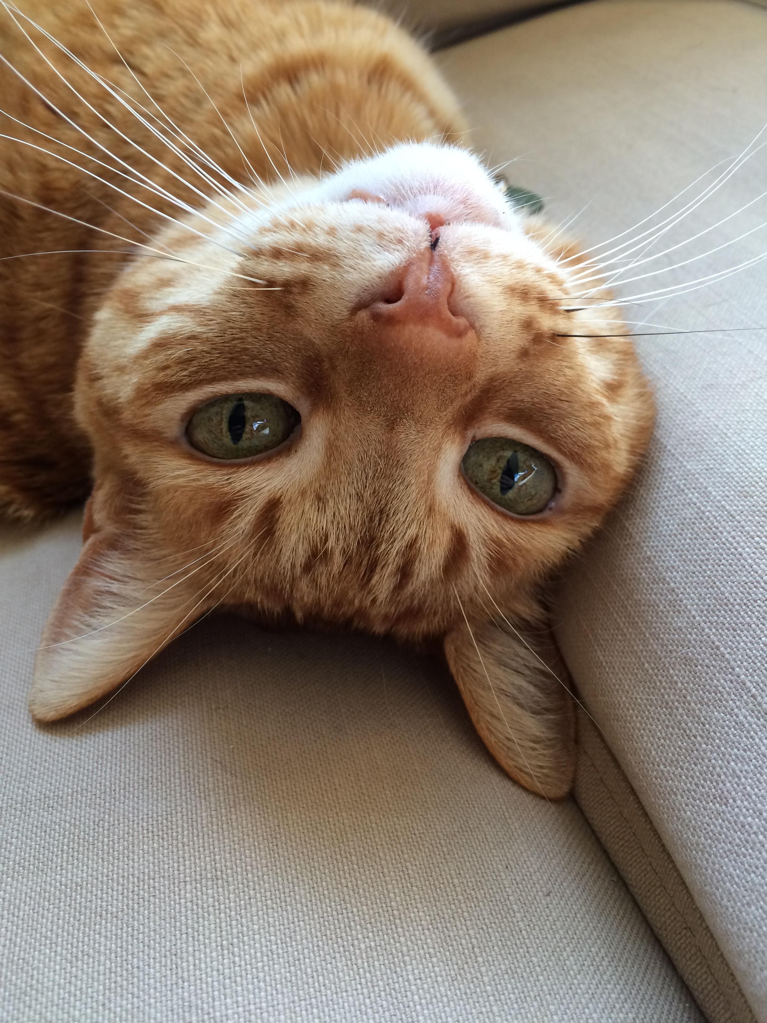 An orange tabby cat lies upside down, looking directly at the camera