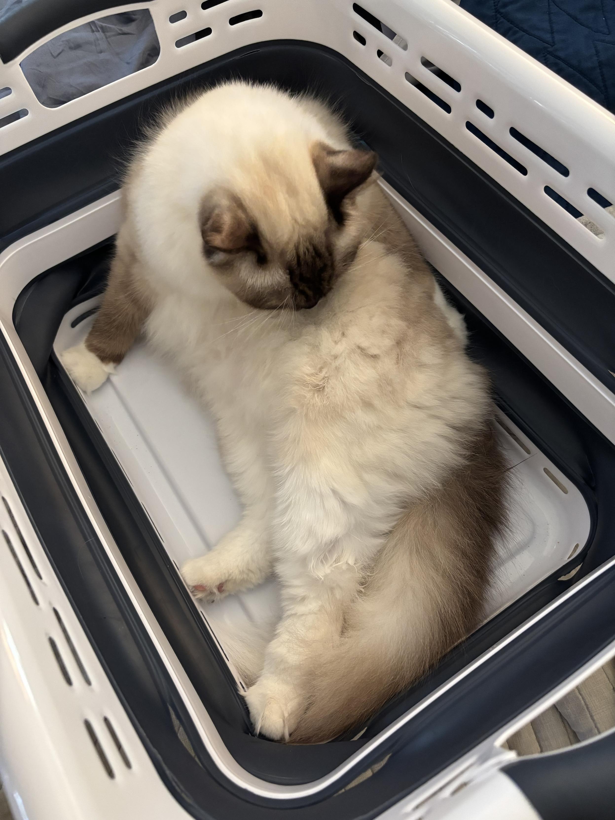 A Sealpoint ragdoll in a folding laundry basket washes itself