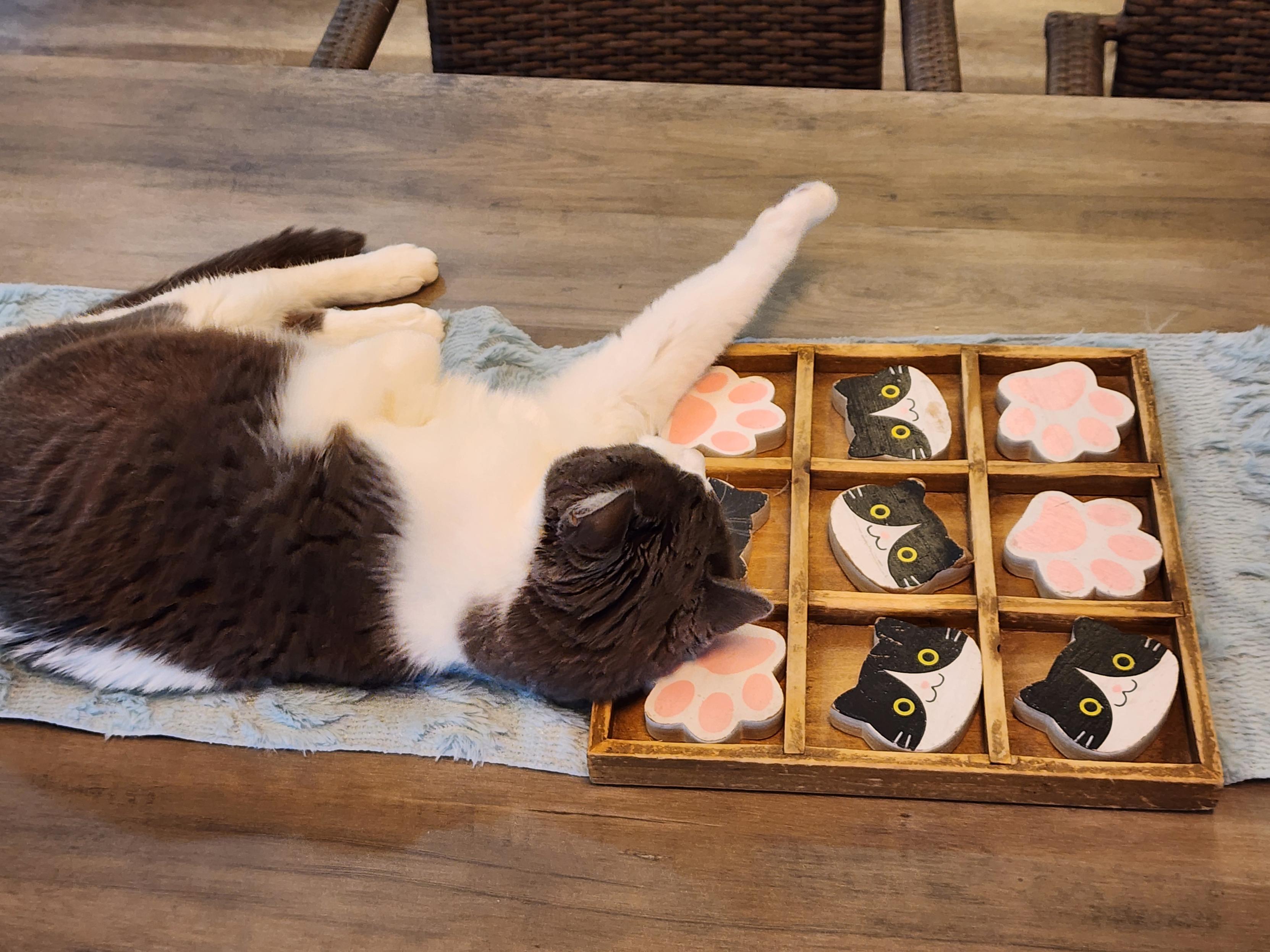 Cat lying on tic tac toe board