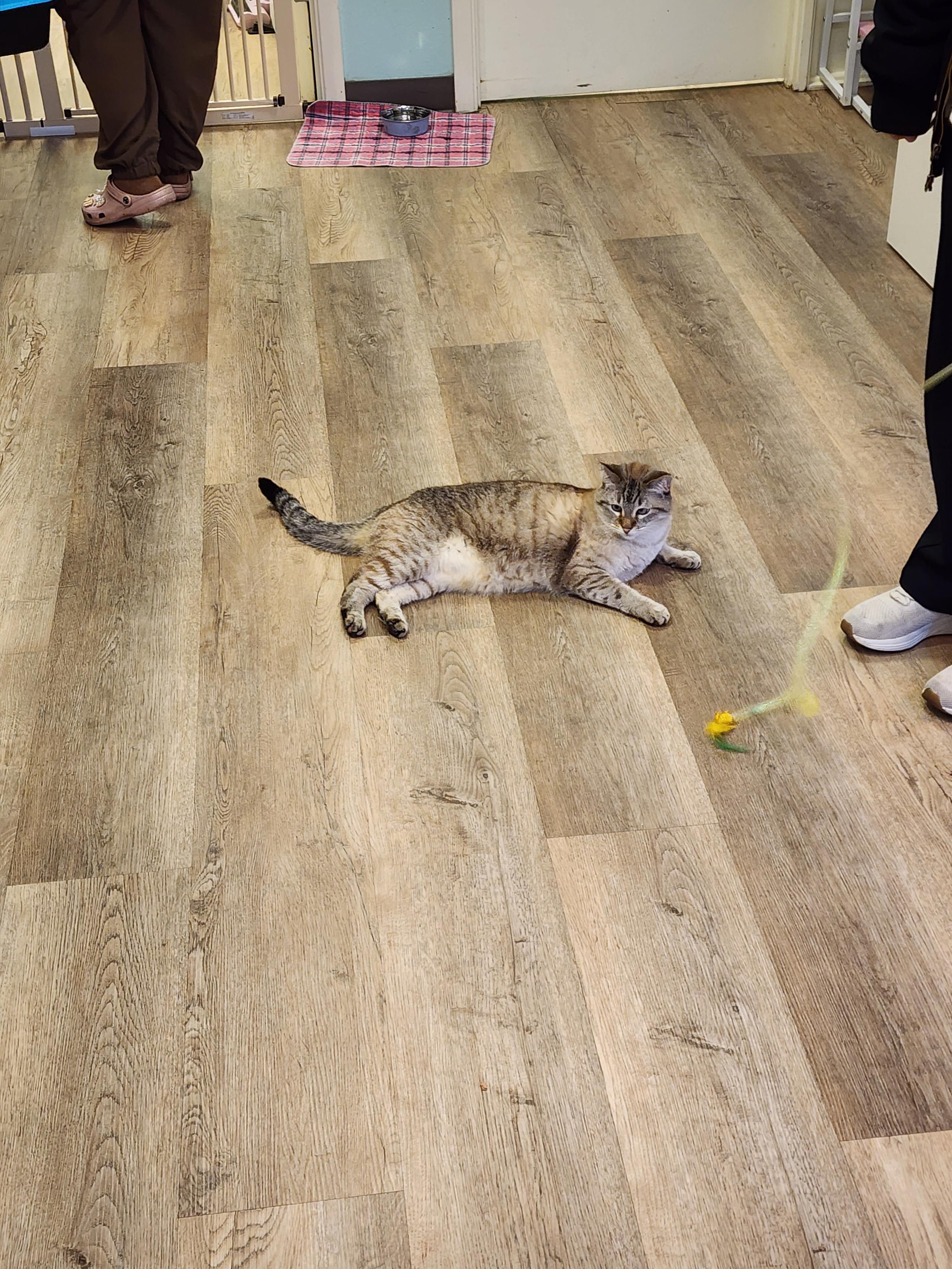 Cat lazily playing