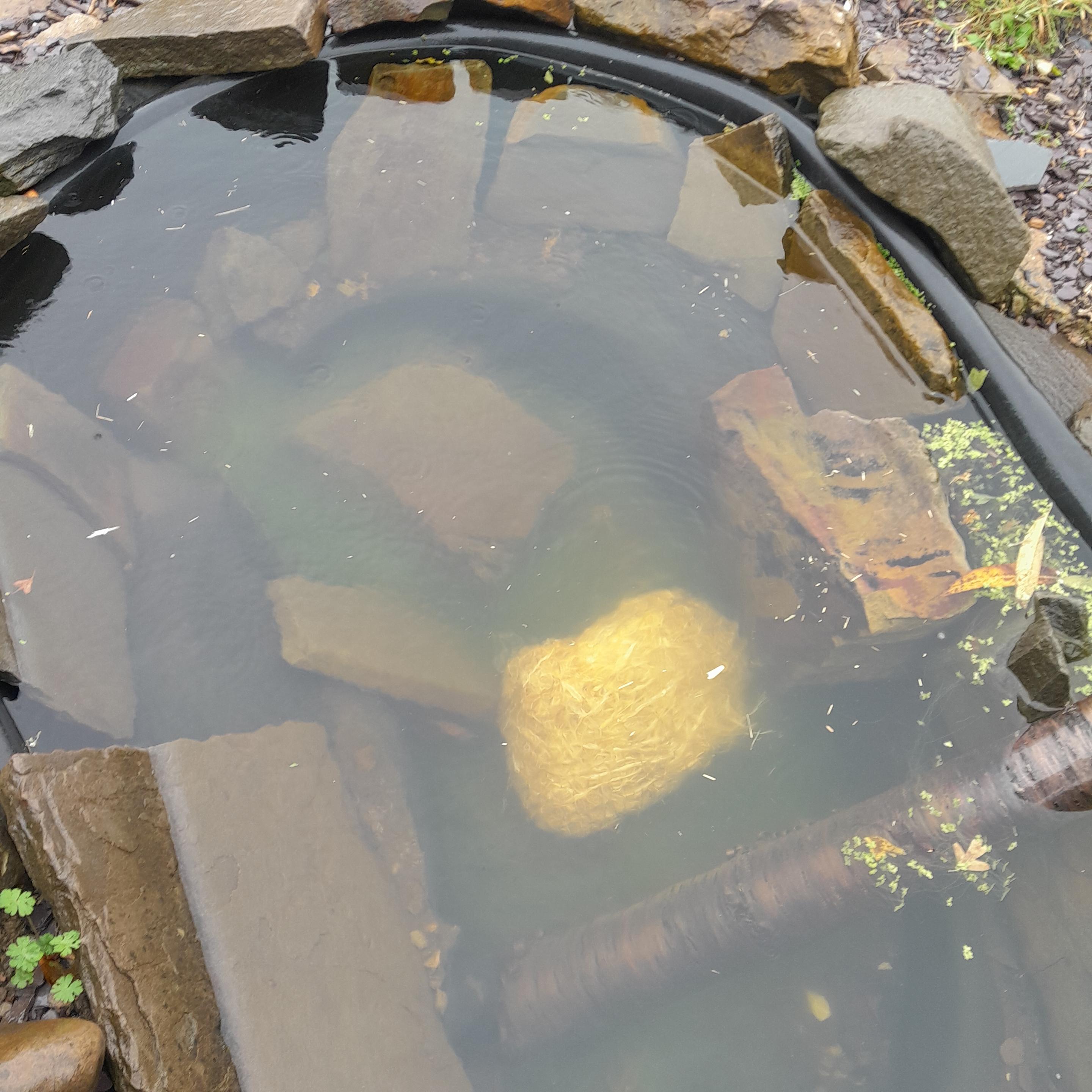 Bundle of barley straw in the pond.