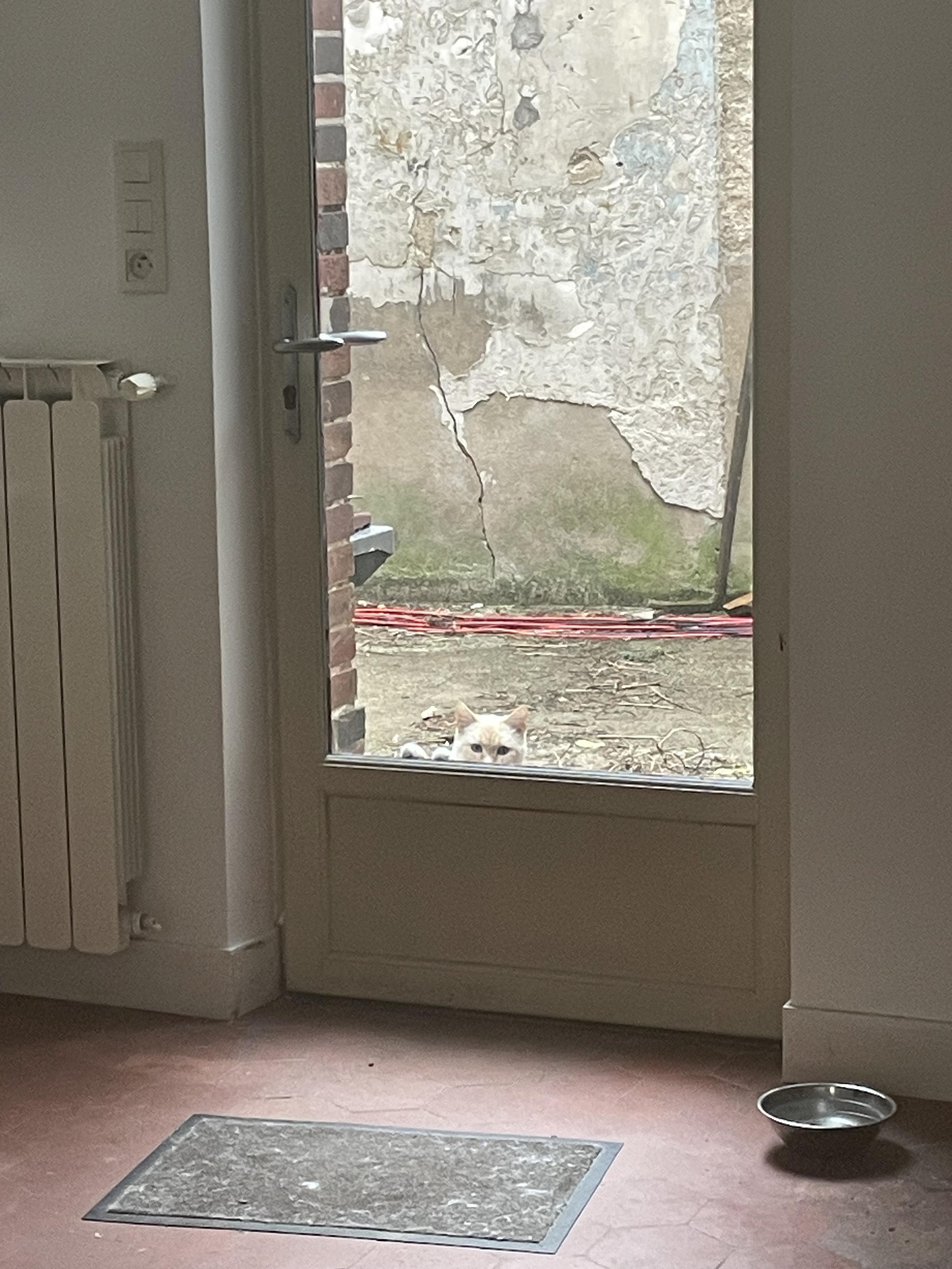 Photo of my kitchen-garden door with my cat outside and asking to be let back inside
The door is mostly a window with a pane of wood at the bottom, which my cat is barely peeking above of; I’m guessing she is sitting rather than standing
