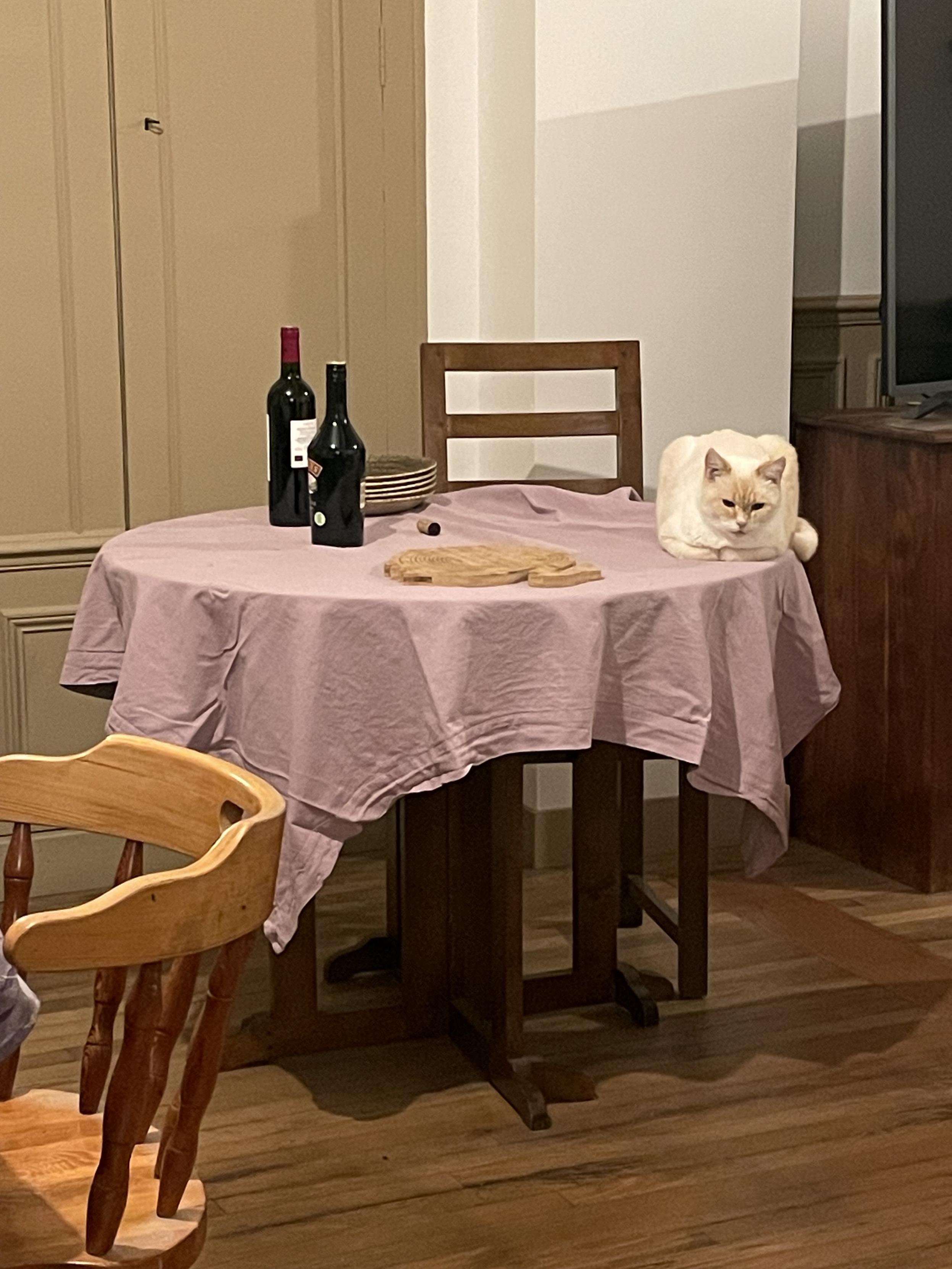 Photo of my living room after a party, with my cat loafing on the edge of a table where wine bottles and a cork are left unattended