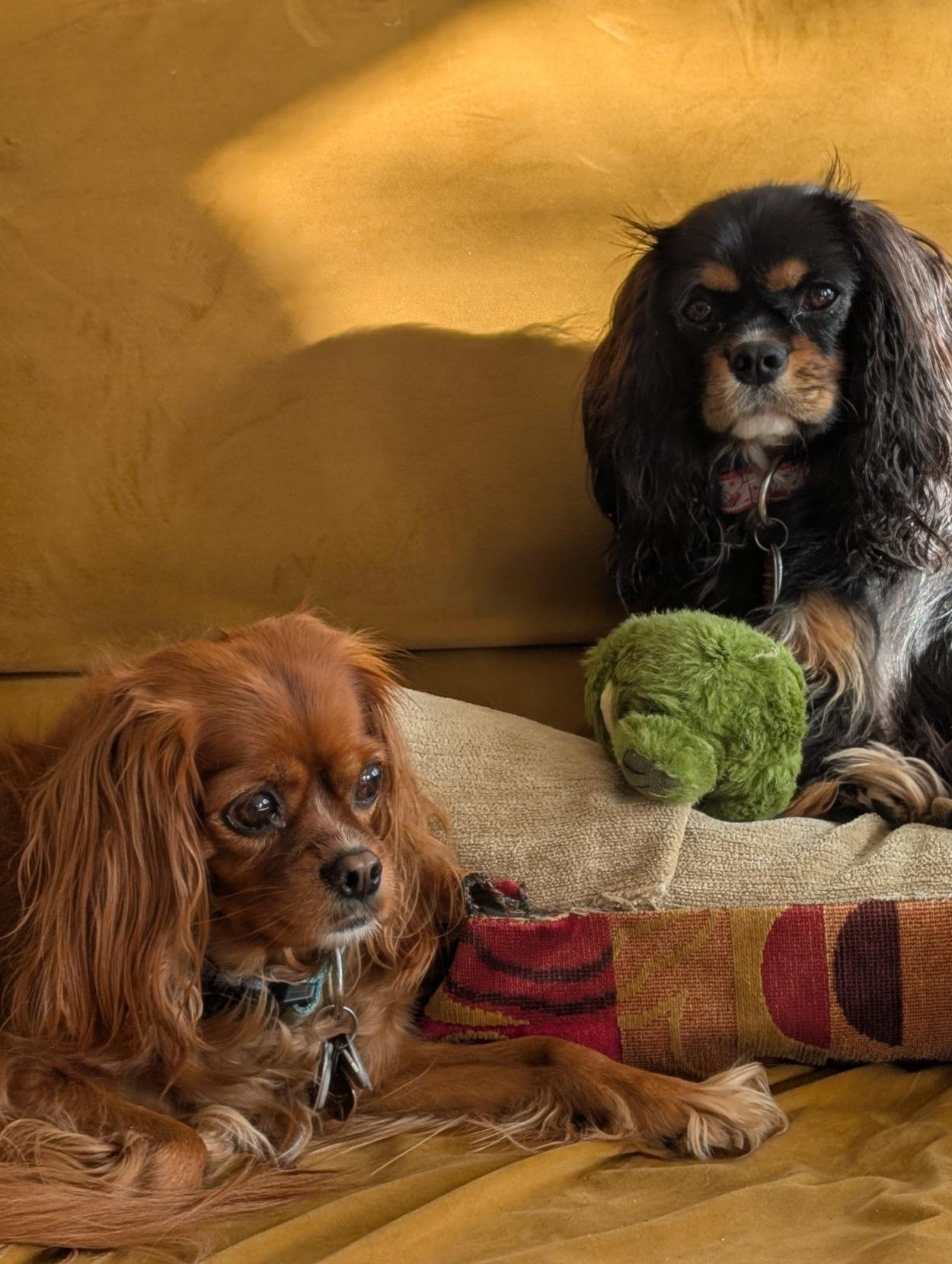 Two Cavalier King Charles spaniels sitting on a couch looking regal.