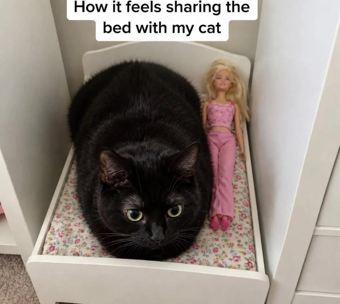 How it feels sharing the bed with my cat.
Photo of a black cat loafing in a doll bed next to a Barbie who is pushed to the edge