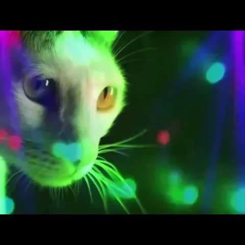 Meow Meow - Meow Meow Meow (Original Mix) by Mr. Pasha
