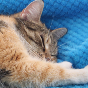 mm2pl@infosec.exchange